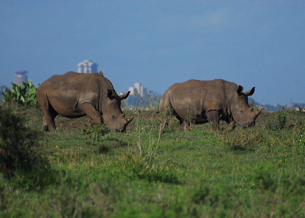 Nairobi national park rhinos