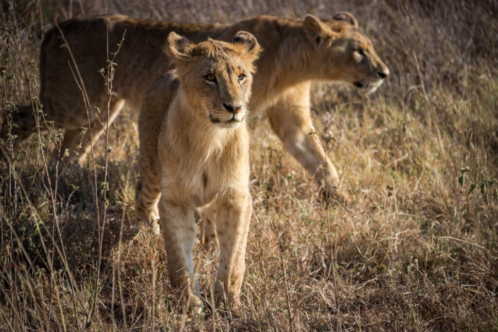 Nairobi national park lions