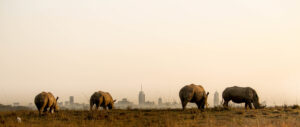 rhinos in Nairobi national park dusk